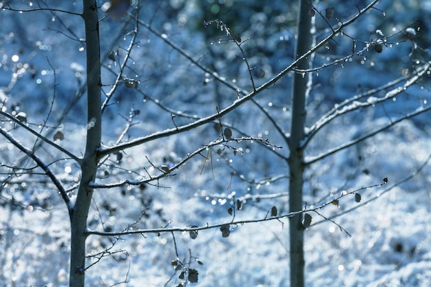 Forêt enneigée pittoresque en hiver