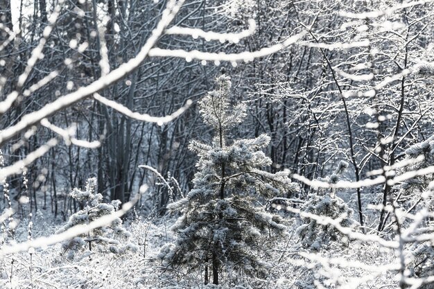 Forêt enneigée pittoresque en hiver