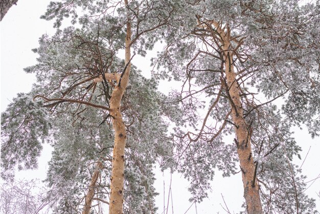 Forêt enneigée, sapin enneigé