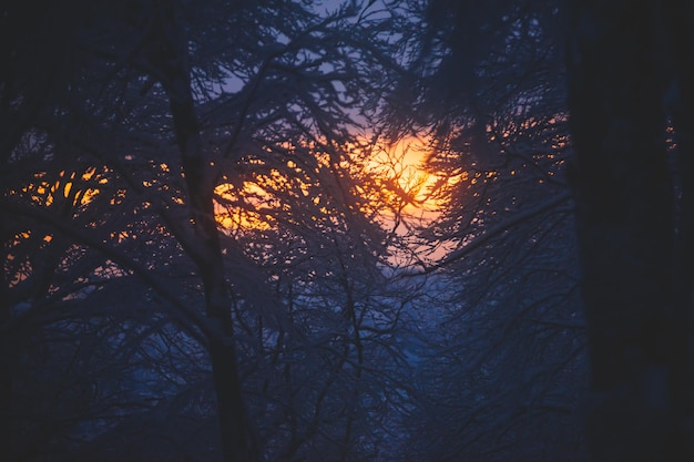 Forêt enneigée le soir