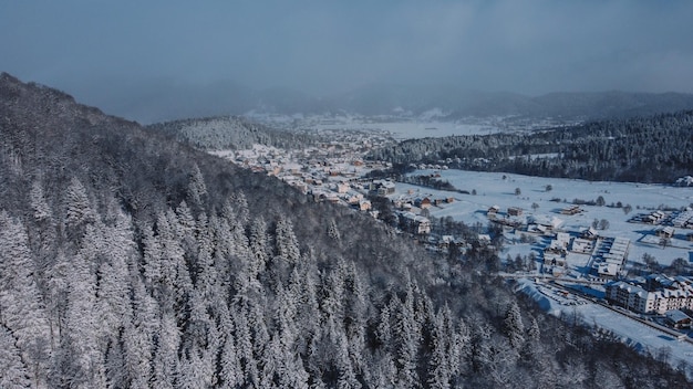 forêt enneigée