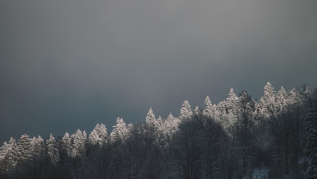 forêt enneigée