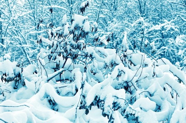 La forêt enneigée.