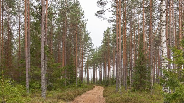 Forêt ensoleillée de pins scandinaves du nord avec chemin et pierres