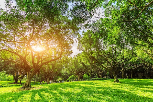 Photo forêt ensoleillée et prairie dans le parc