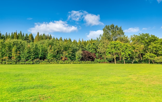 Forêt ensoleillée et prairies dans le parc