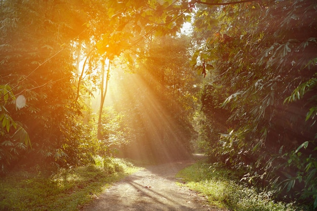 Forêt ensoleillée tôt le matin