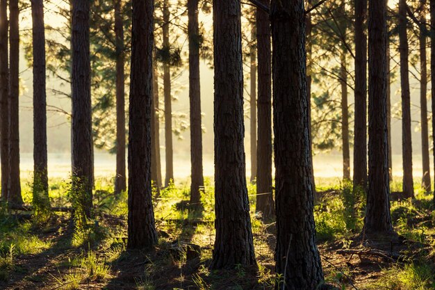 Forêt ensoleillée