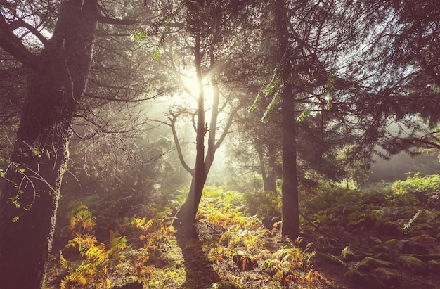 Forêt ensoleillée