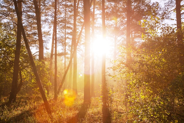 Photo forêt ensoleillée