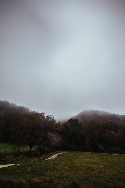 Forêt entre brouillard