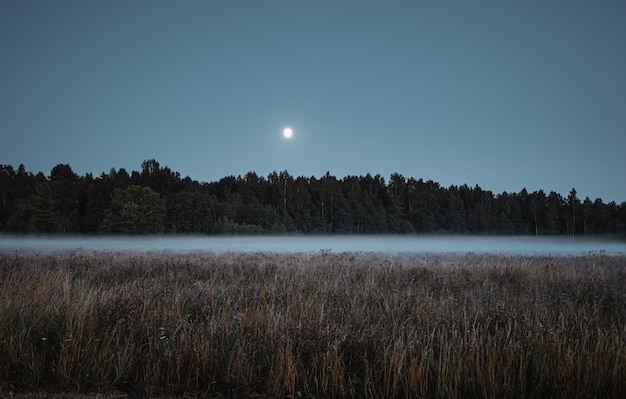 Forêt enveloppée de brouillard