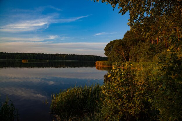 Forêt épaisse autour d'un grand réservoir.