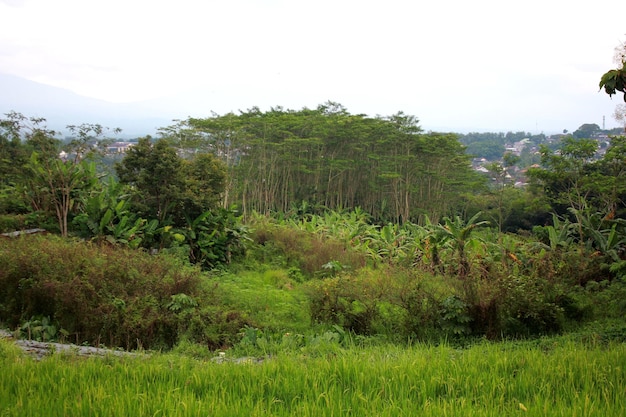 Forêt épaisse dans les rizières