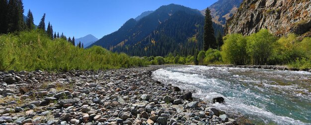 forêt d'épicéas dans les montagnes en été