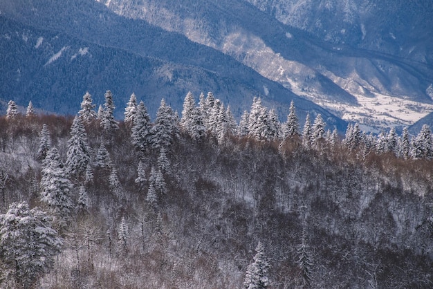 Forêt d'épicéas enneigée dans les montagnes