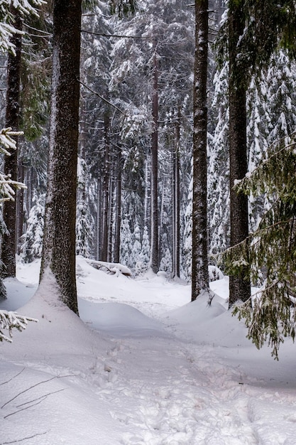 Forêt d'épicéas recouverte de neige en hiver vue pittoresque d'épinettes enneigées par une journée glaciale