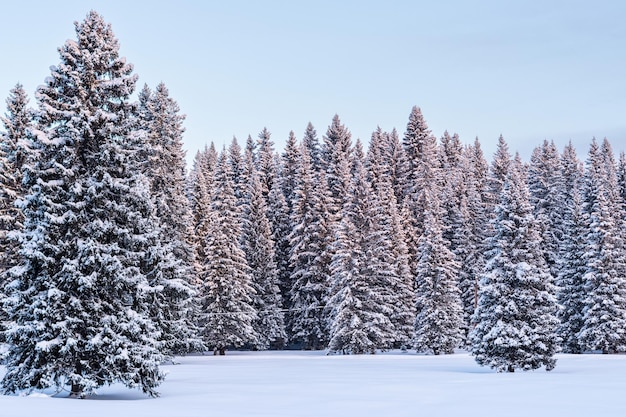 Forêt d'épicéas sous la neige, scène d'hiver