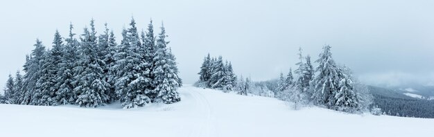 Forêt d'épinettes couverte de neige dans le paysage d'hiver