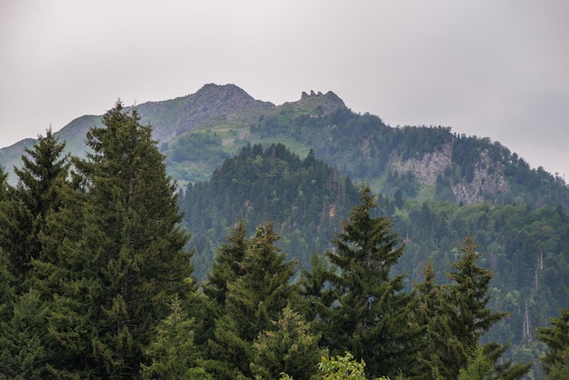 Forêt d'épinettes dans les montagnes