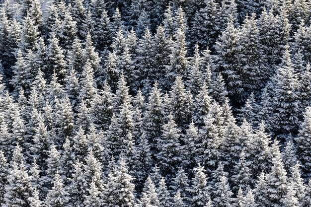 Forêt d'épinettes enneigées dans la neige Forêt d'hiver avec fond d'arbres givrés