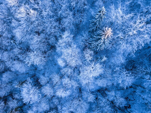 Forêt d'épinettes sauvages au début de l'hiver. Givre et neige sur le sol et les branches. Vue de dessus verticalement vers le bas