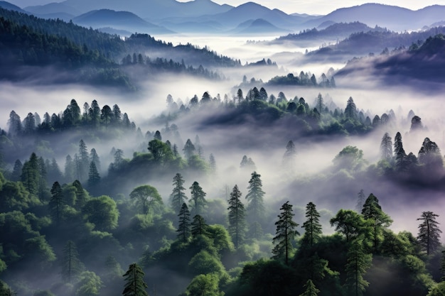 forêt d'érables tôt le matin photographie publicitaire professionnelle