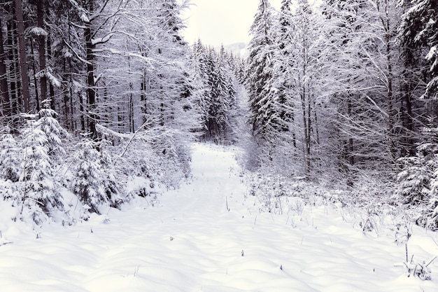 La forêt est couverte de neige blanche en hiver