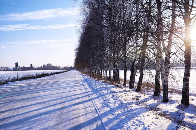 La forêt est couverte de neige Givre et chutes de neige dans le parc Paysage givré enneigé d'hiver