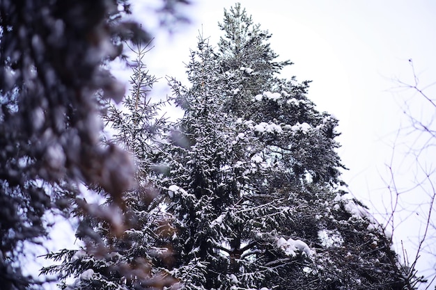 La forêt est couverte de neige Givre et chutes de neige dans le parc Paysage givré enneigé d'hiver