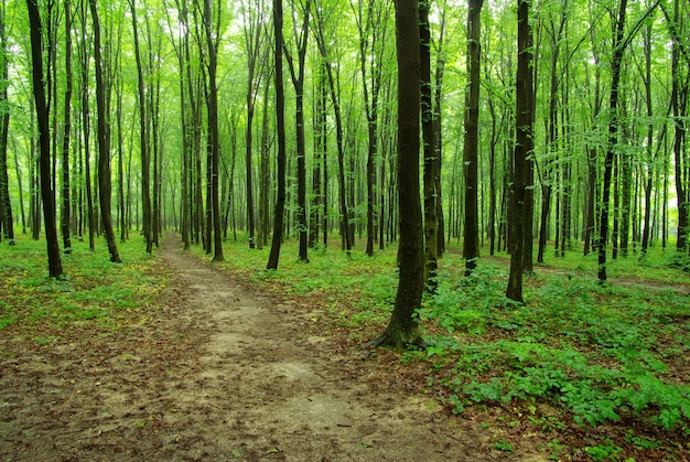 Forêt d'été. Bois vert nature