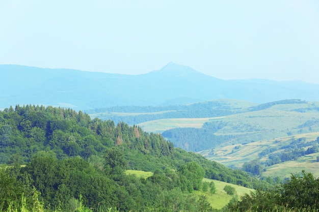 Forêt d'été sur les collines