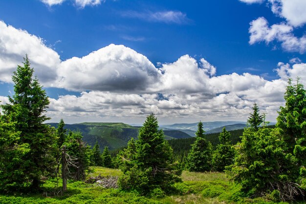 Forêt d'été dans les montagnes