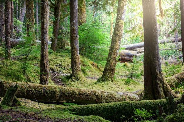 Forêt d'été à l'heure du lever du soleil.