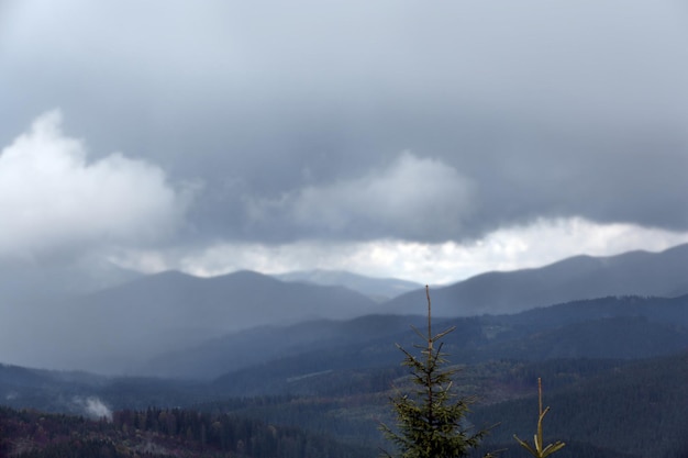 Forêt d'été sur les pentes des montagnes