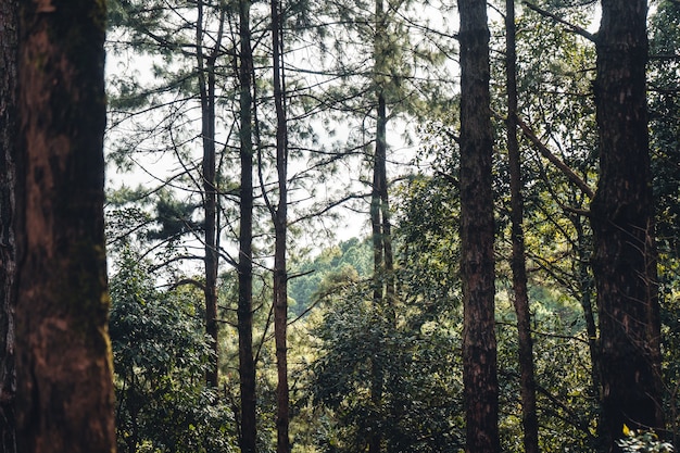 Forêt d'été et route dans la forêt, mousse sur l'arbre