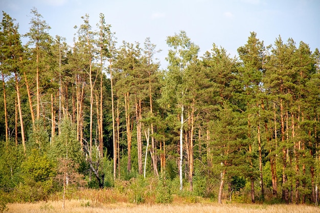 Forêt à l'été Russie