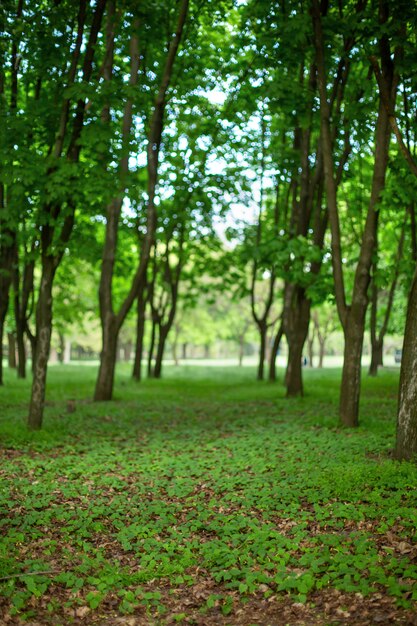 Photo forêt d'été verte. allée dans le parc. flou, bokeh