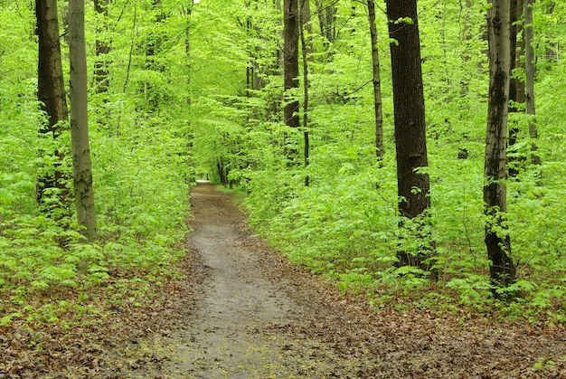 Forêt d&#39;été