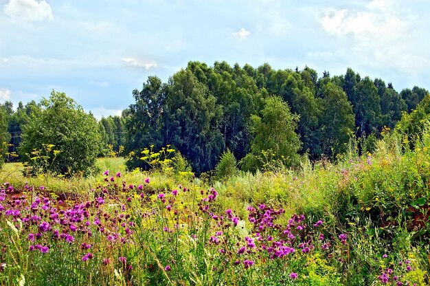 Forêt d&#39;été