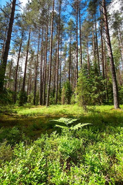 Forêt d&#39;été