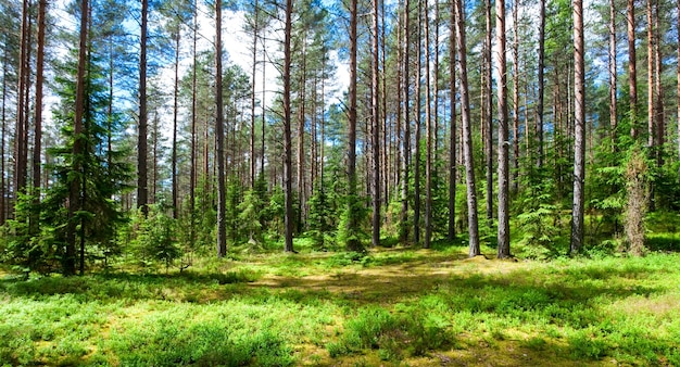 Forêt d&#39;été