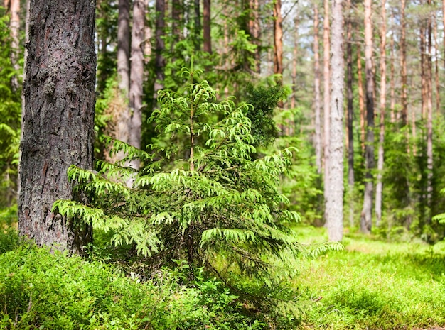 Forêt d&#39;été