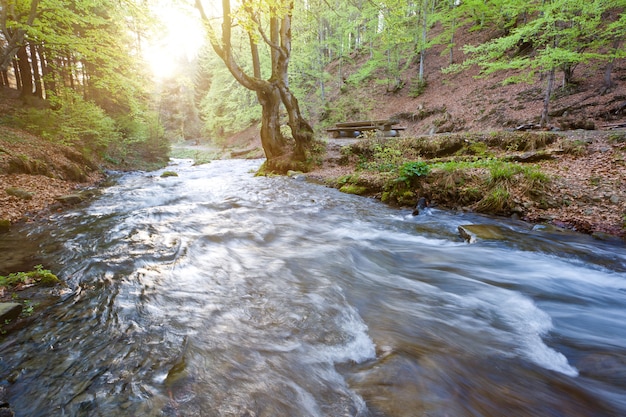 Forêt étroite rivière avec un ruisseau actif