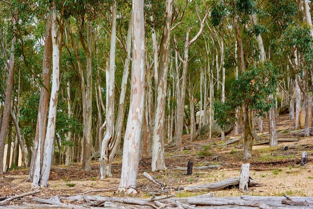 Forêt d'eucalyptus ou de bouleaux poussant dans un pré en Afrique du Sud Paysage de grands arbres blancs avec de l'écorce qui s'écaille dans des bois cultivés près de Hout Bay Cape Town Scène de nature mystérieuse vide