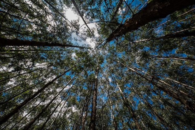 Forêt d'eucalyptus dans l'État de Sao Paulo - Brésil. Installations pour l'industrie papetière
