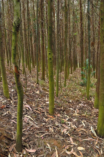 Photo forêt d'eucalyptus - eucalyptus globulus