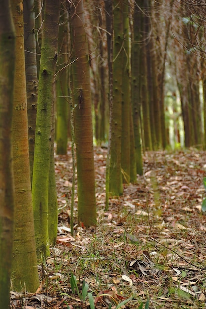 Forêt d'eucalyptus - Eucalyptus globulus