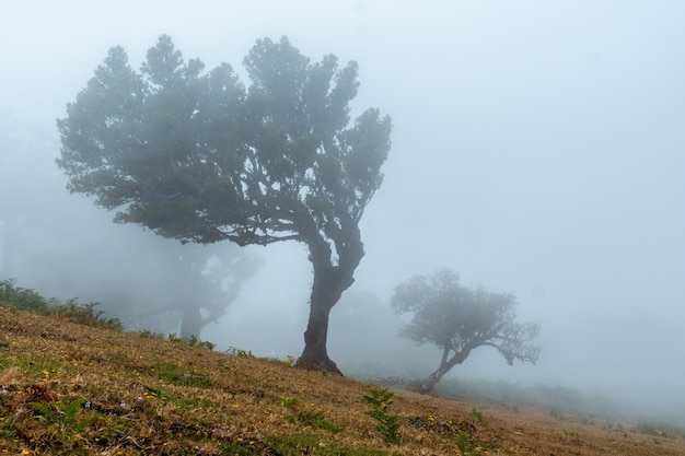 Forêt de Fanal avec brouillard dans les lauriers de Madère le matin avec beaucoup de brouillard mystique mystérieux