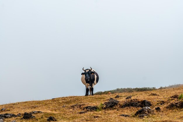 Forêt de Fanal avec brouillard à Madère anciens lauriers une vache dans le paysage